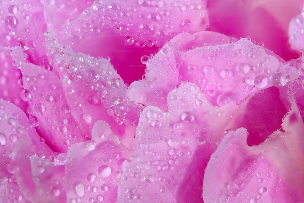 um close up de uma flor rosa com gotículas de água
