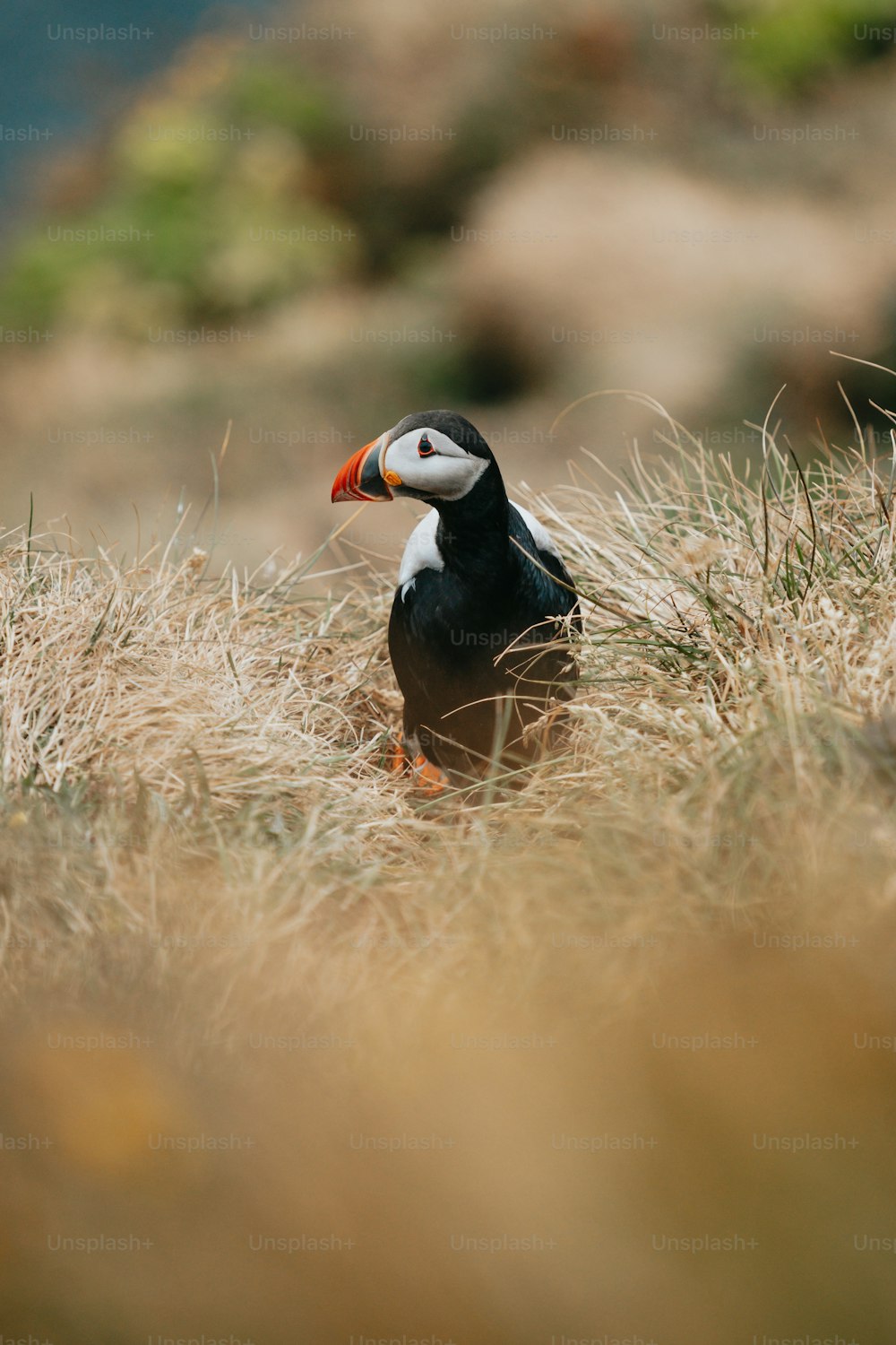 a puffy bird standing in a field of dry grass