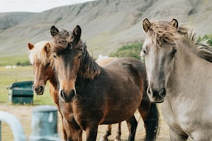 a group of horses standing next to each other