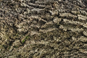 un gros plan de la texture d’une écorce d’arbre