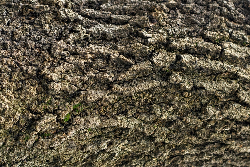 a close up of a tree bark texture