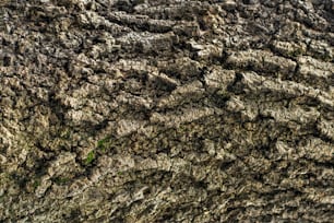 a close up of a tree bark texture