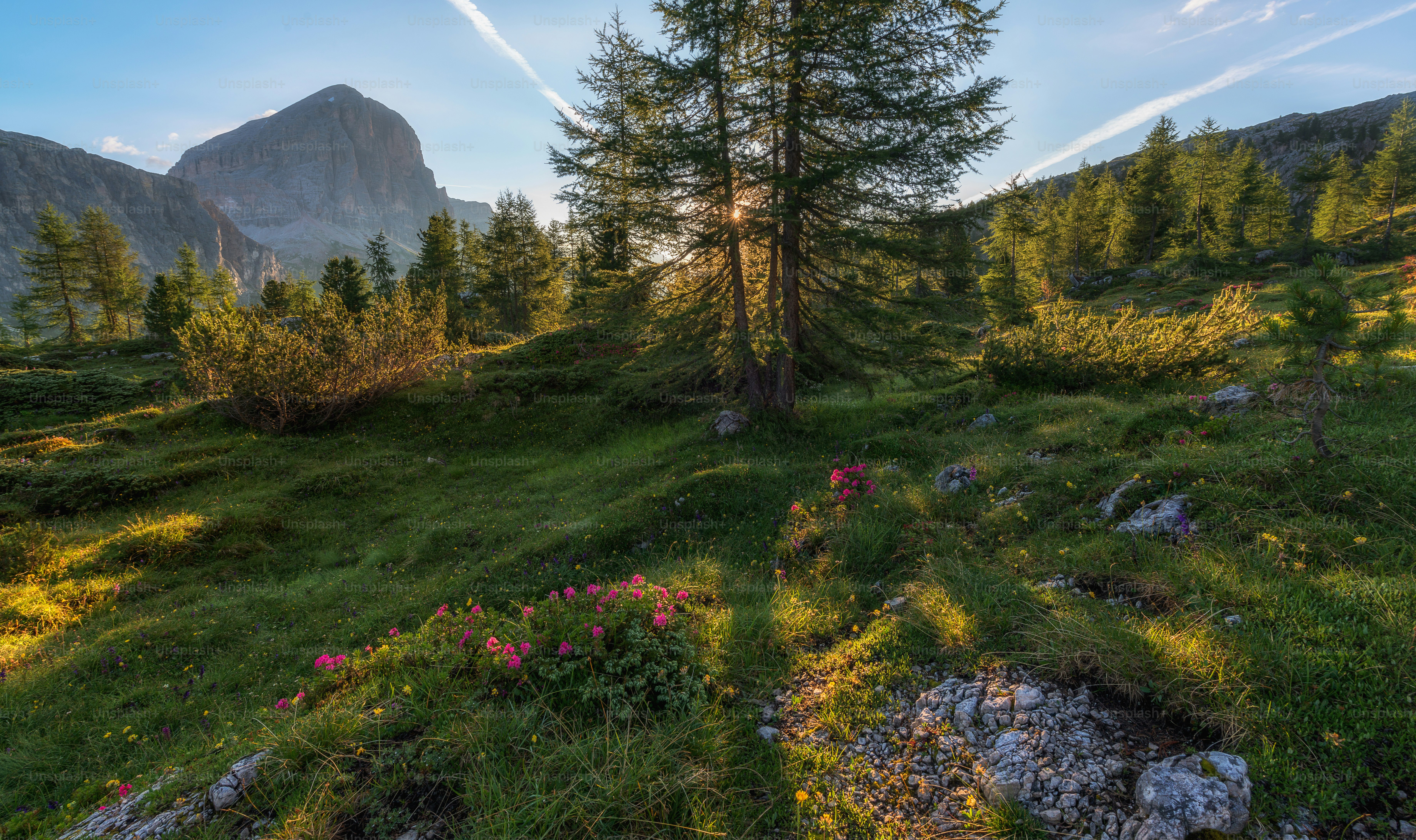the sun shines through the trees in the mountains