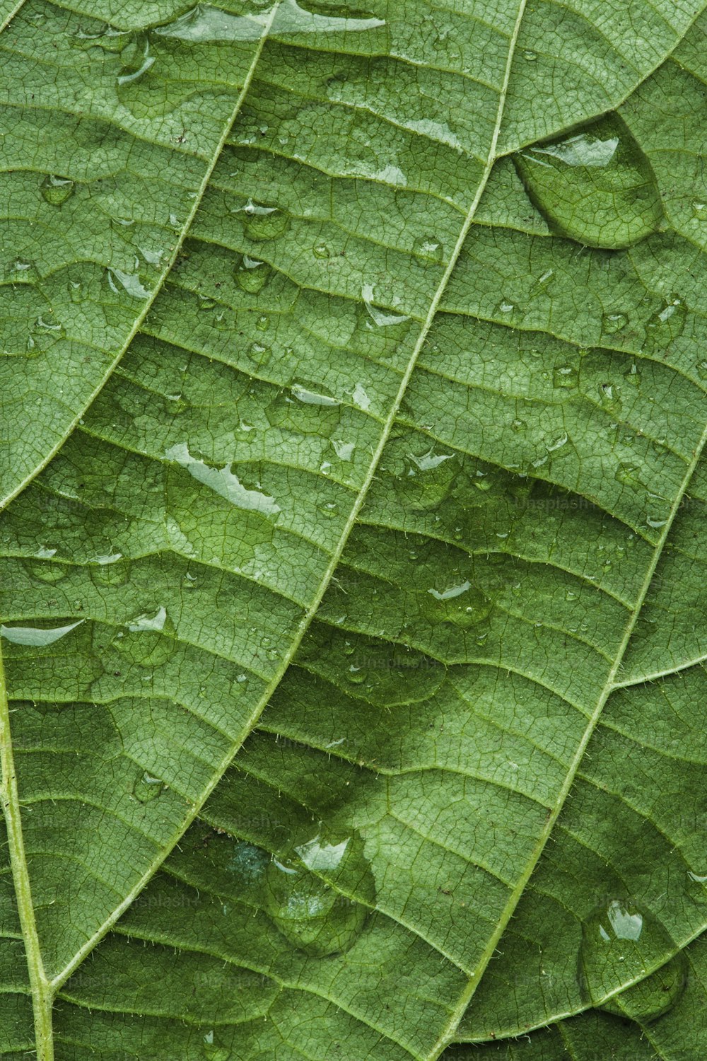 a close up of a green leaf with drops of water on it