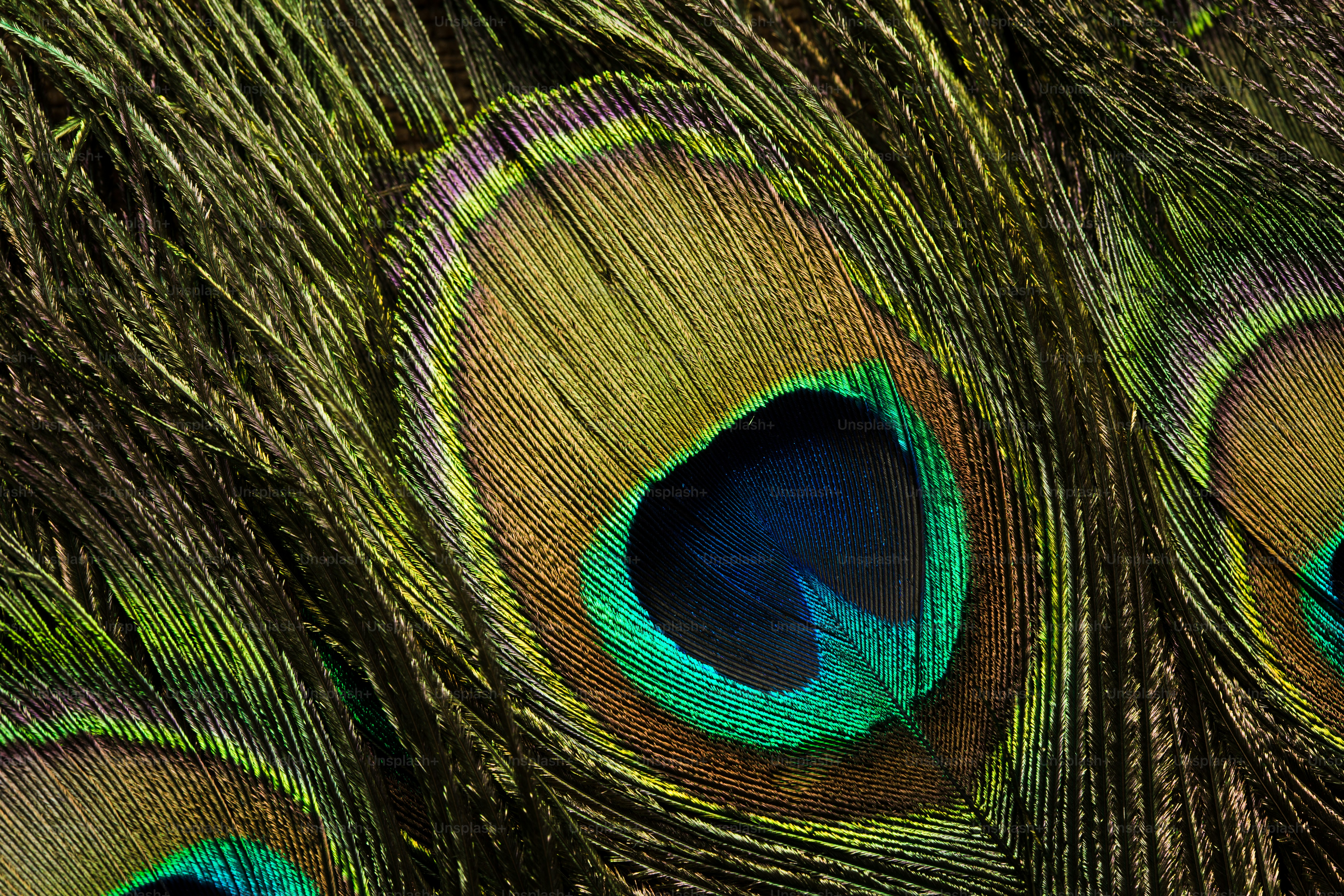 premium_photo-1700506897767-de90f46528e7?crop=entropy&cs=tinysrgb&fit=max&fm=jpg&ixlib=rb-4.0.3&q=80&w=1080