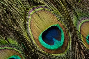 a close up of a peacock's tail feathers