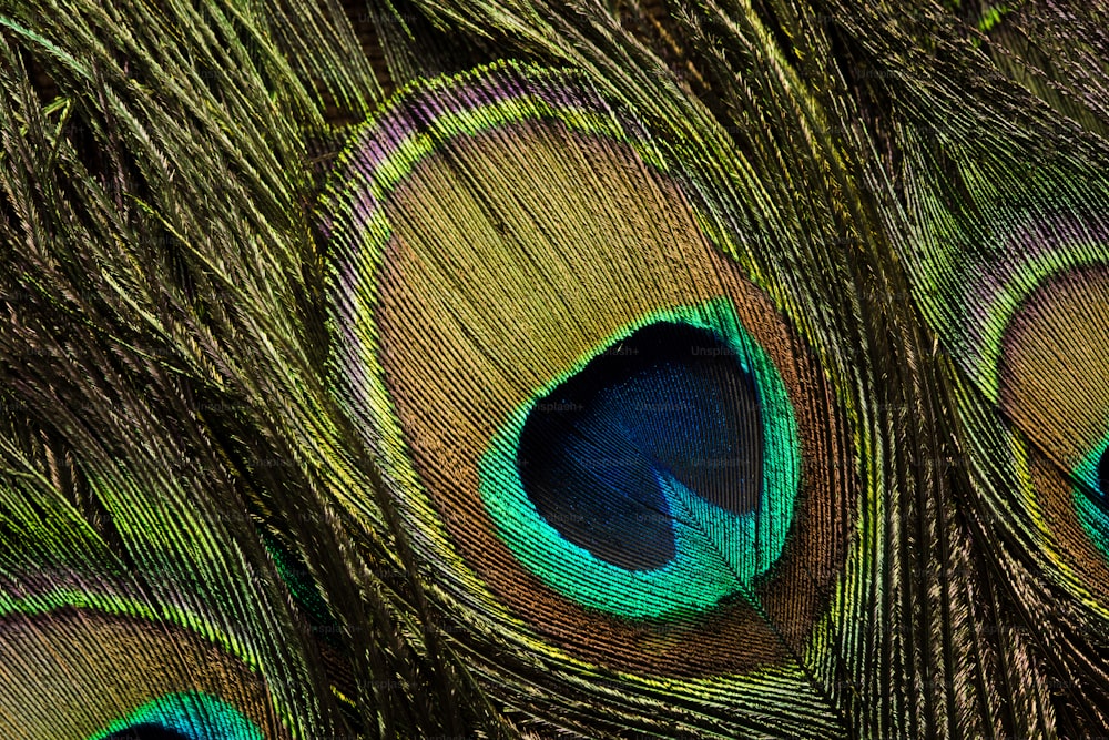un primo piano delle piume della coda di un pavone