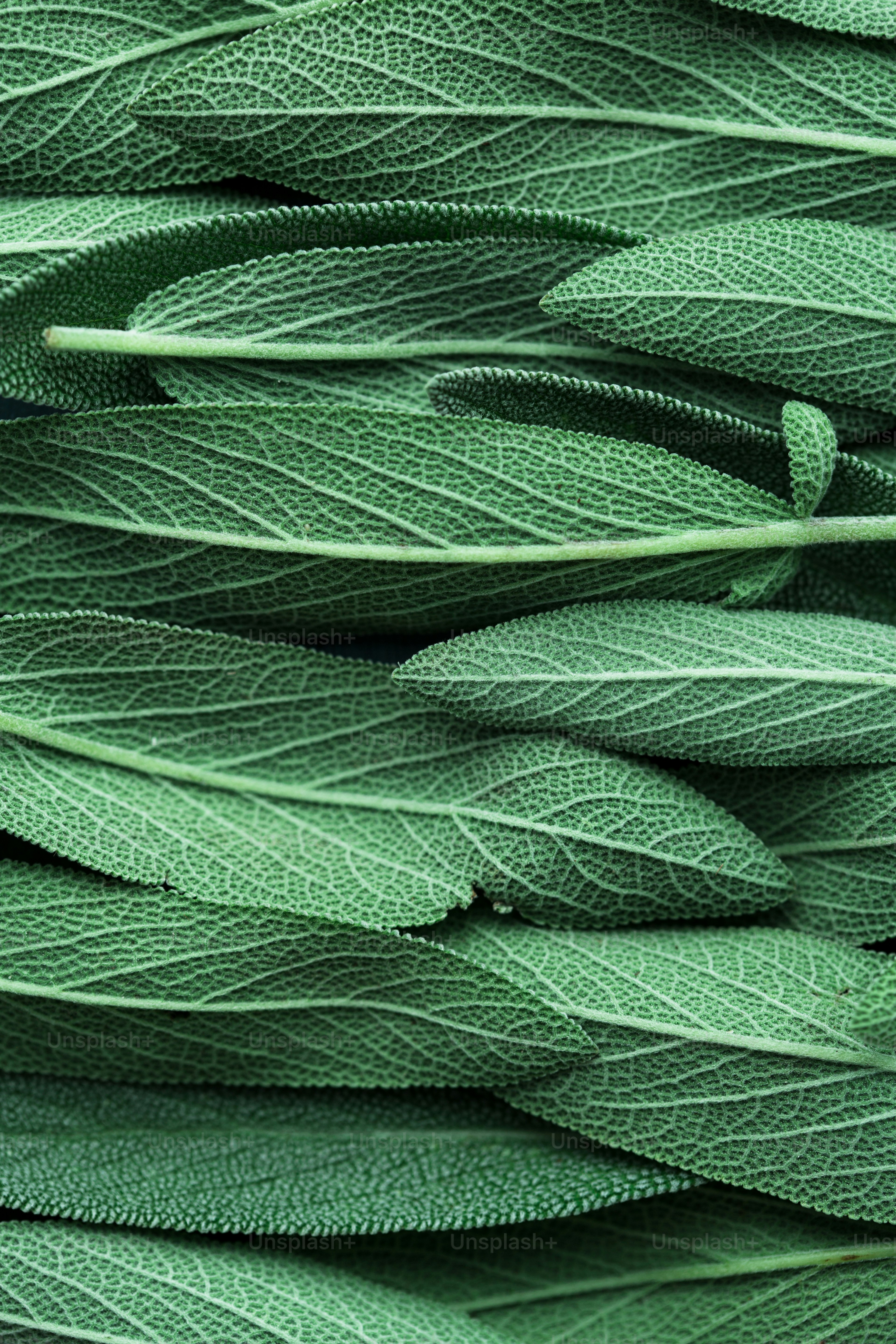 un primo piano di un mazzo di foglie verdi