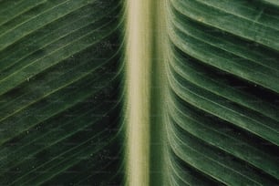 a close up of a large green leaf