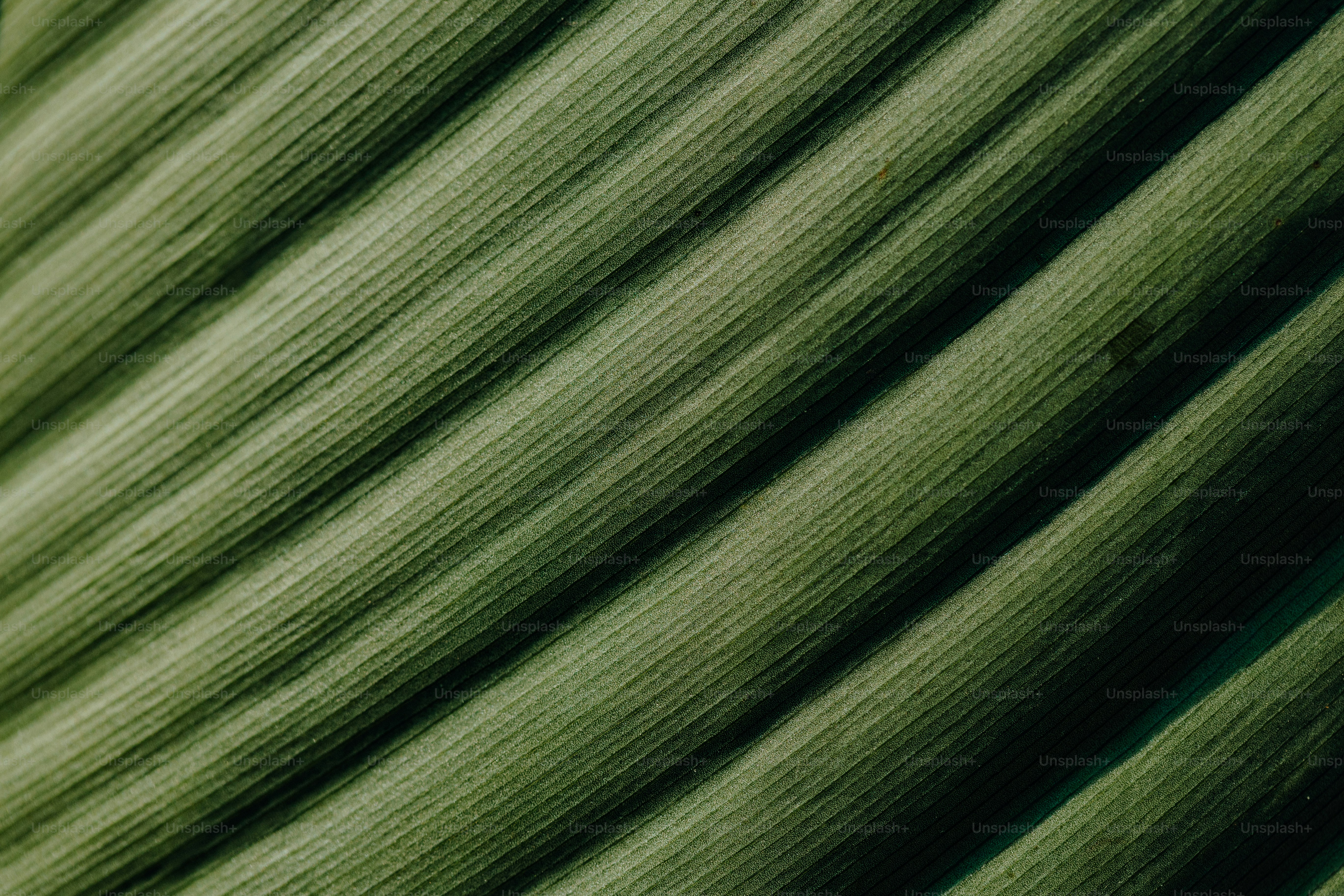 a close up of a green leaf