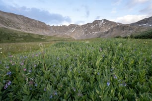 a field of wildflowers in front of a mountain range