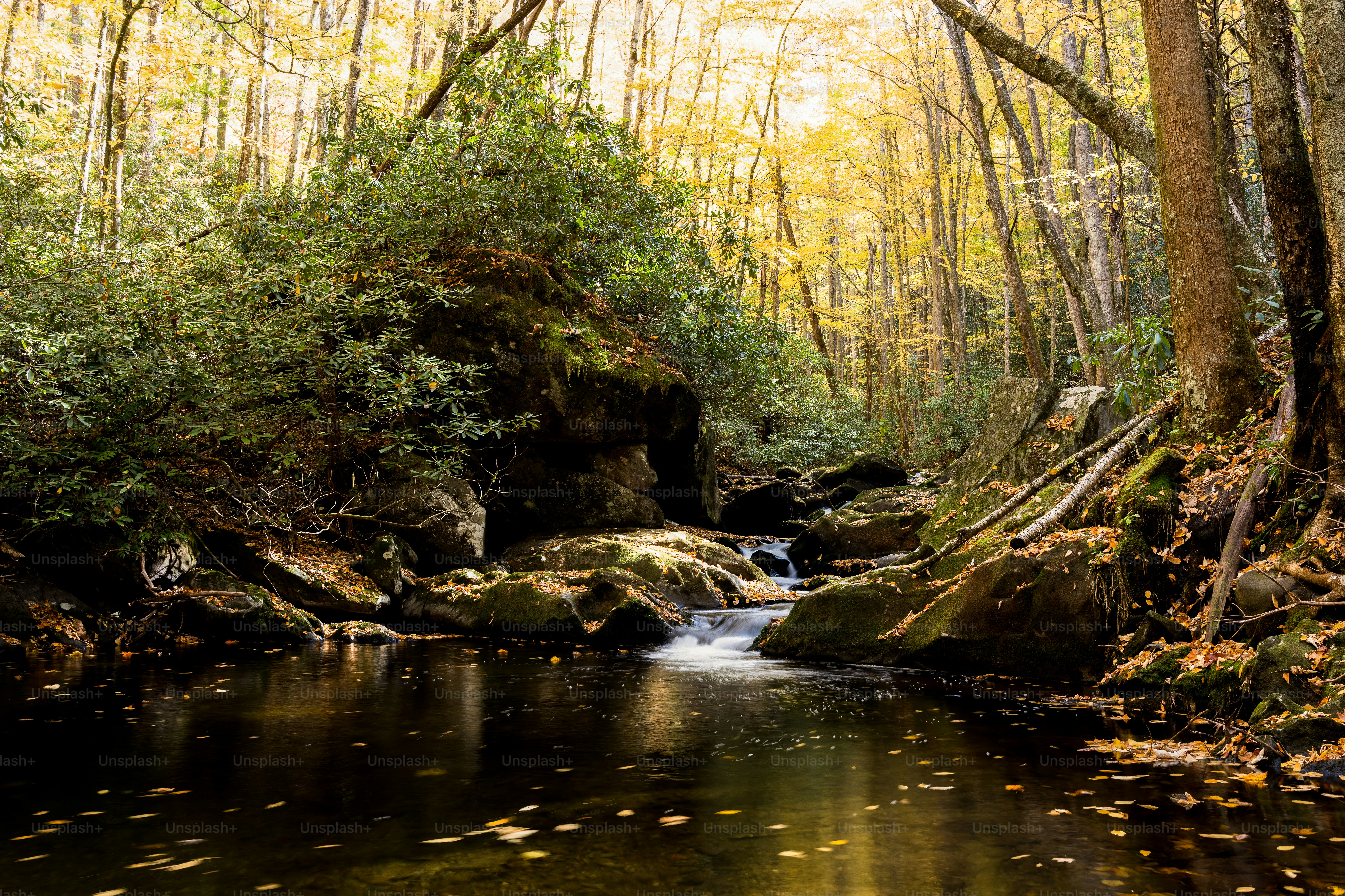 a stream running through a lush green forest