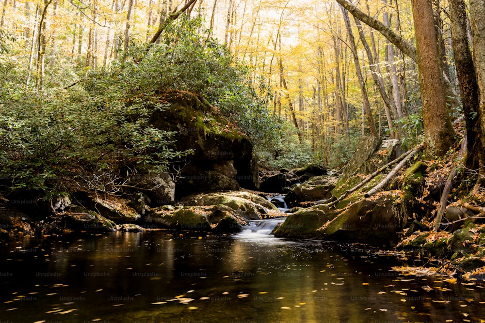 a stream running through a lush green forest