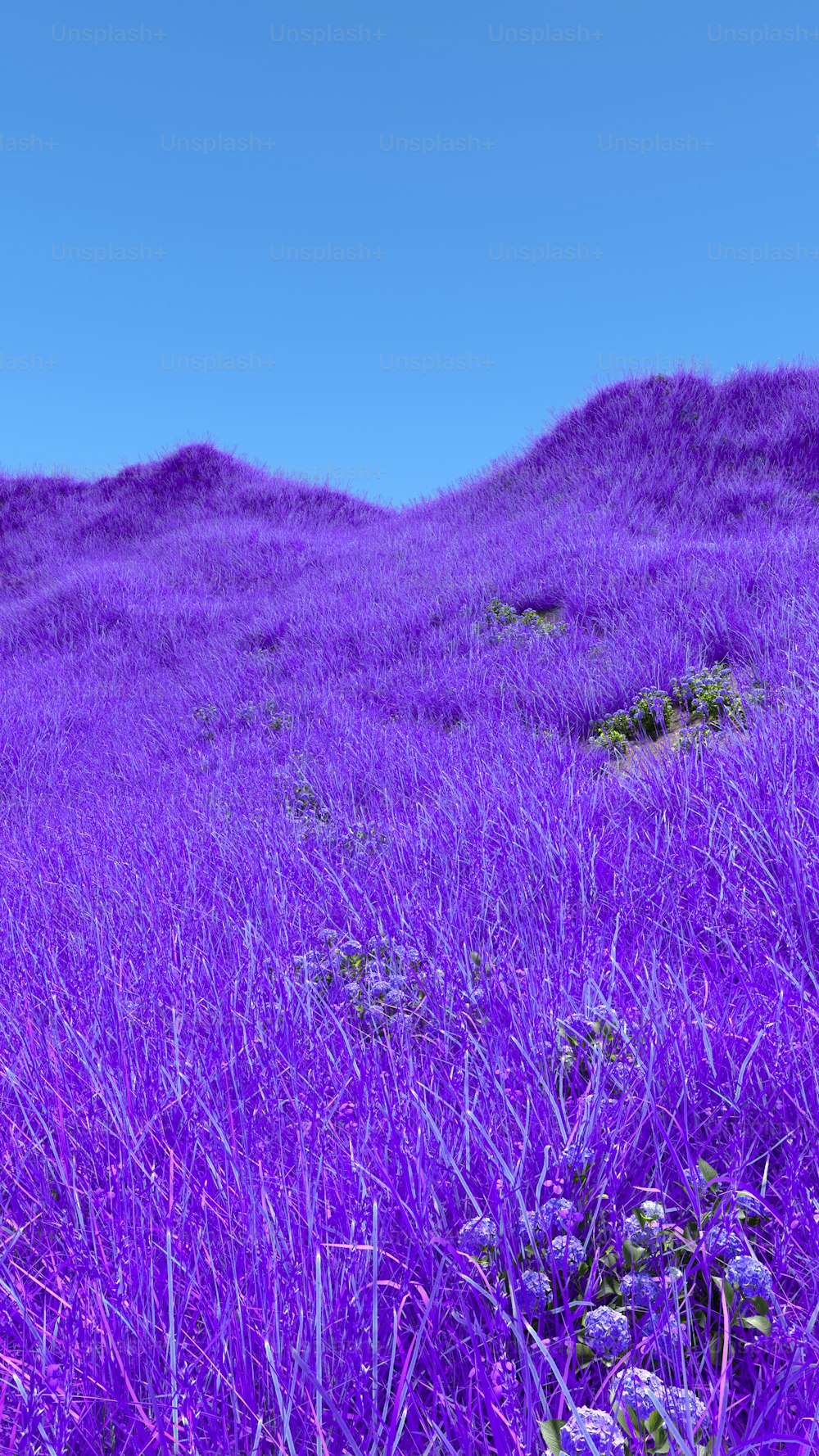 a field of purple flowers with hills in the background