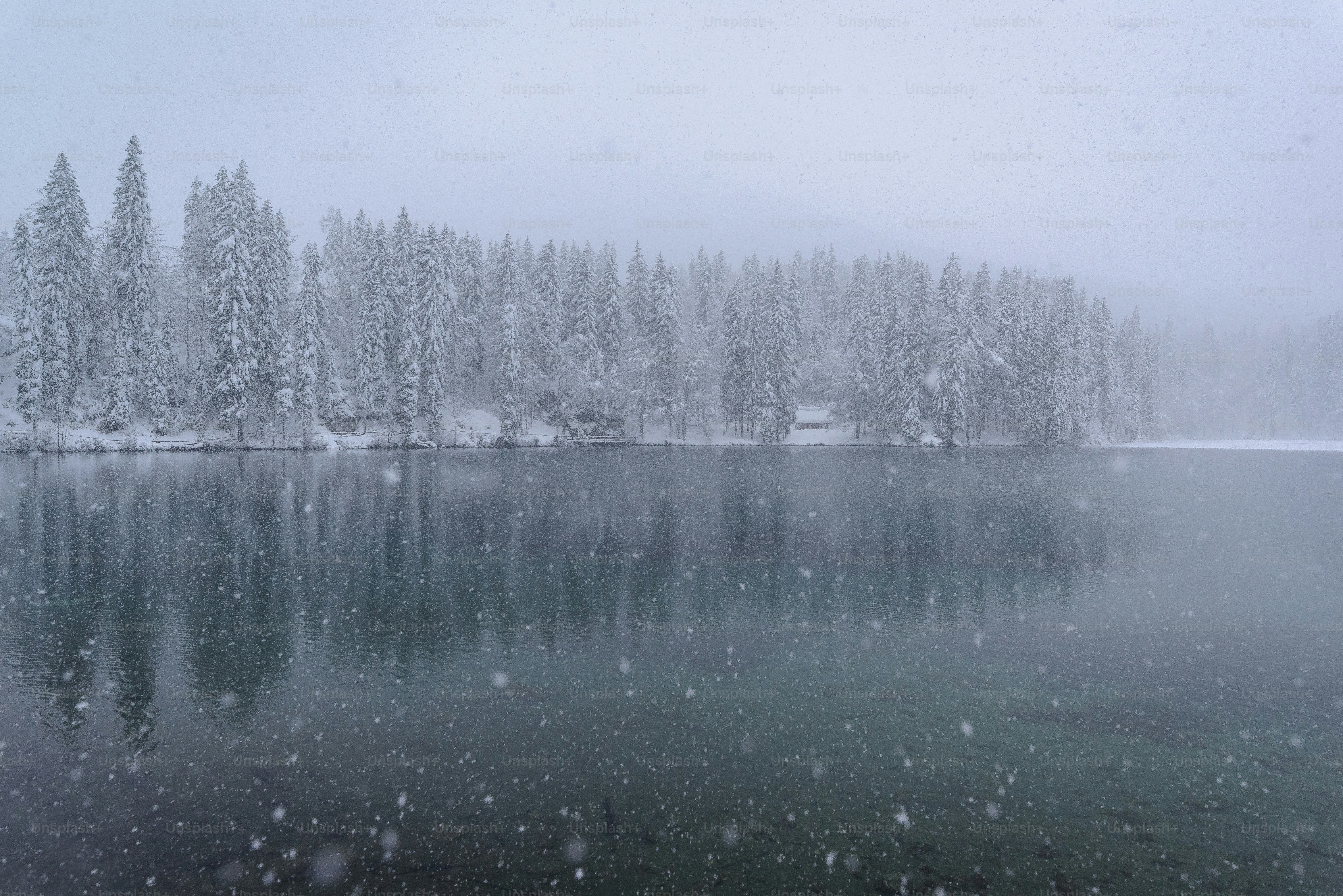 un lago circondato da alberi coperti di neve
