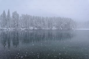 um lago cercado por árvores cobertas de neve