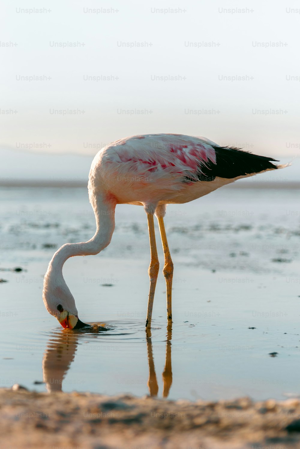 a flamingo standing in shallow water on a beach