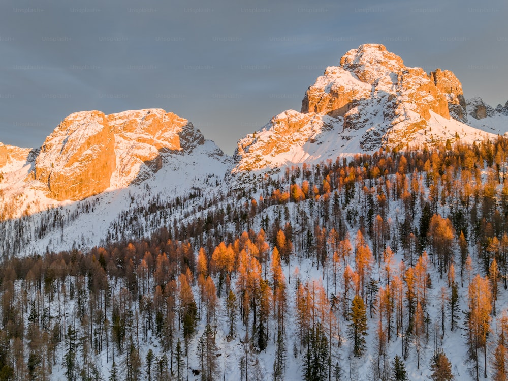 una montaña cubierta de nieve con árboles en primer plano