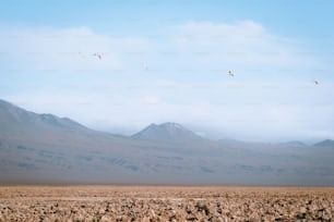 砂漠の風景の上を飛ぶ鳥の群れ