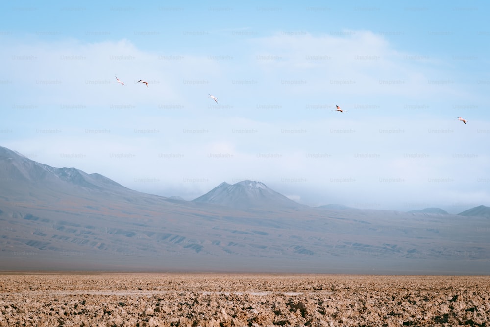 a group of birds flying over a desert landscape