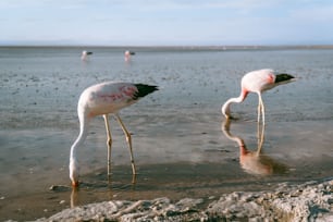 dois flamingos parados em águas rasas em uma praia
