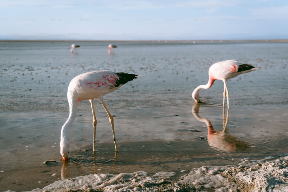 two flamingos standing in shallow water on a beach