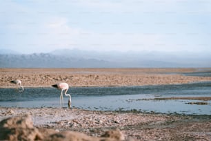 um flamingo parado em um corpo de água raso
