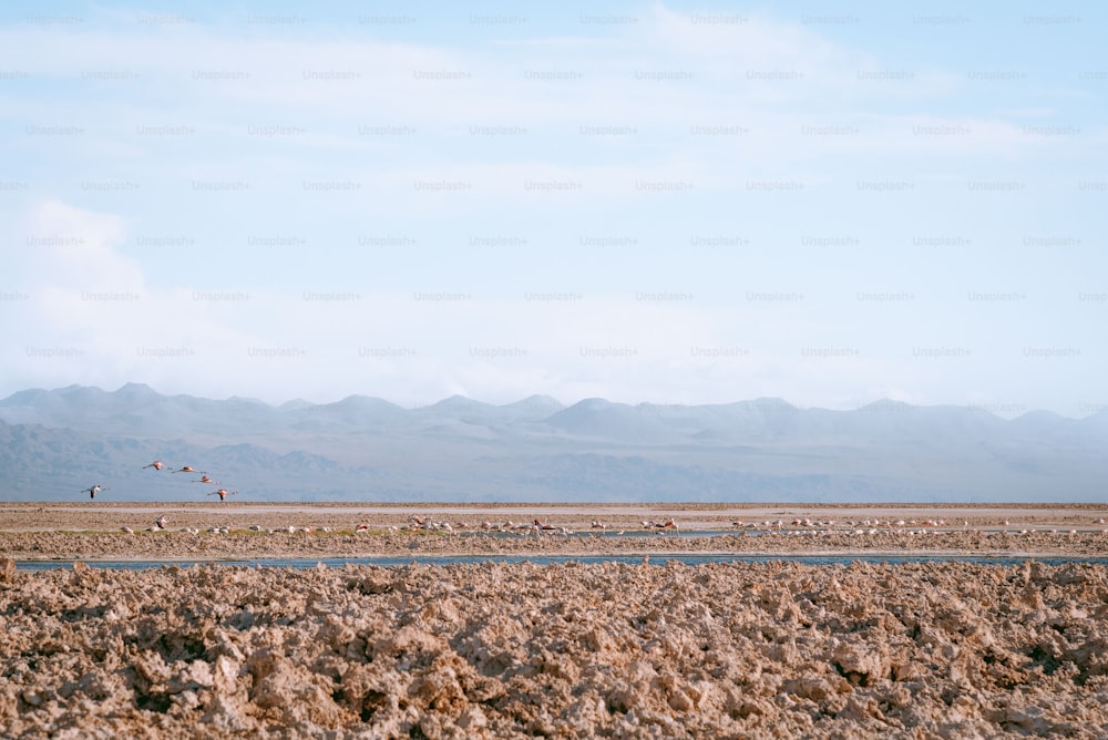um grupo de pessoas empinando pipas sobre uma paisagem desértica