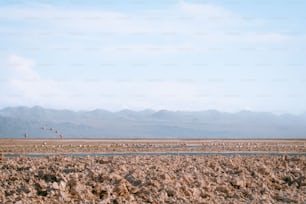 a group of people flying kites over a desert landscape