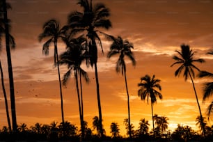 a number of palm trees near one another