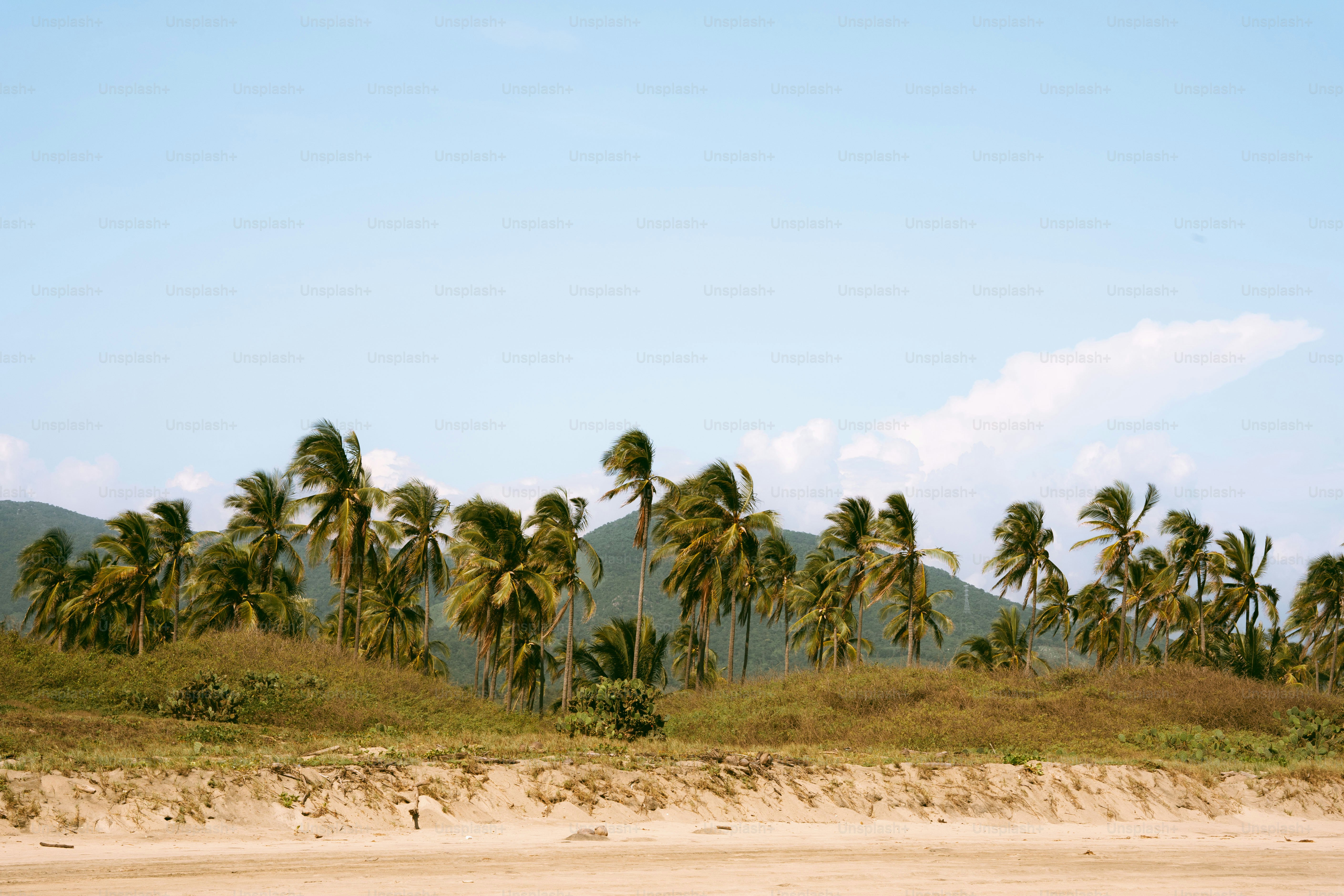a group of palm trees sitting on top of a sandy beach