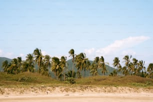 eine Gruppe von Palmen, die auf einem Sandstrand sitzen
