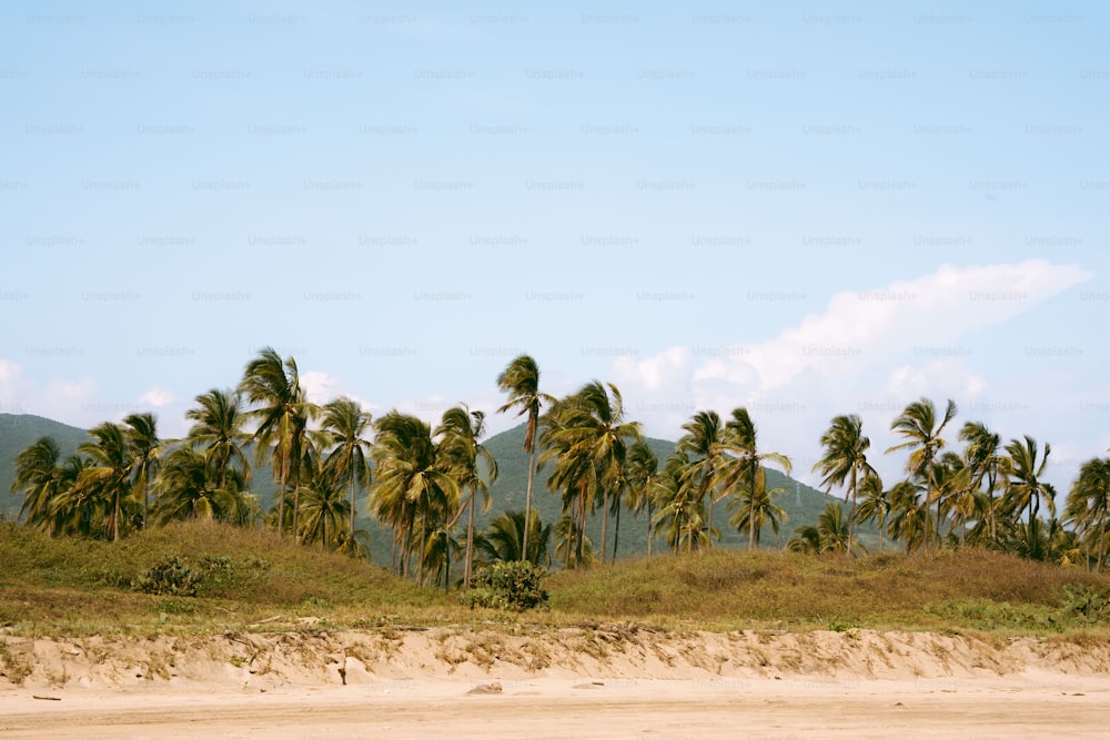 a group of palm trees sitting on top of a sandy beach