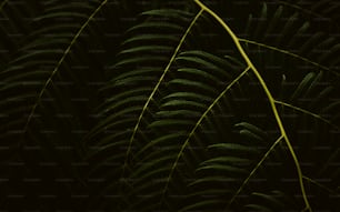 a close up of a green plant with leaves