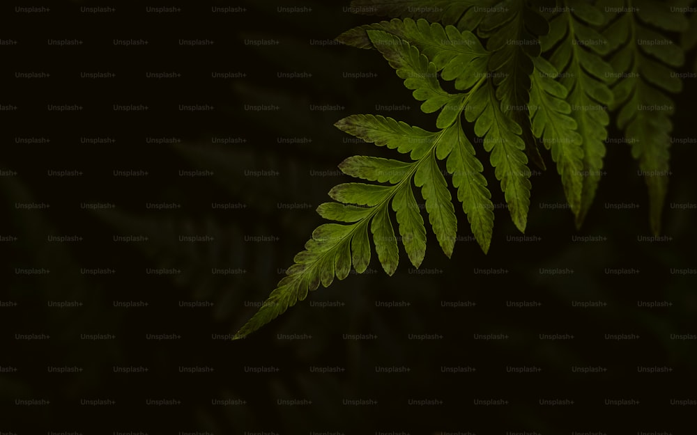 a close up of a green leaf on a black background