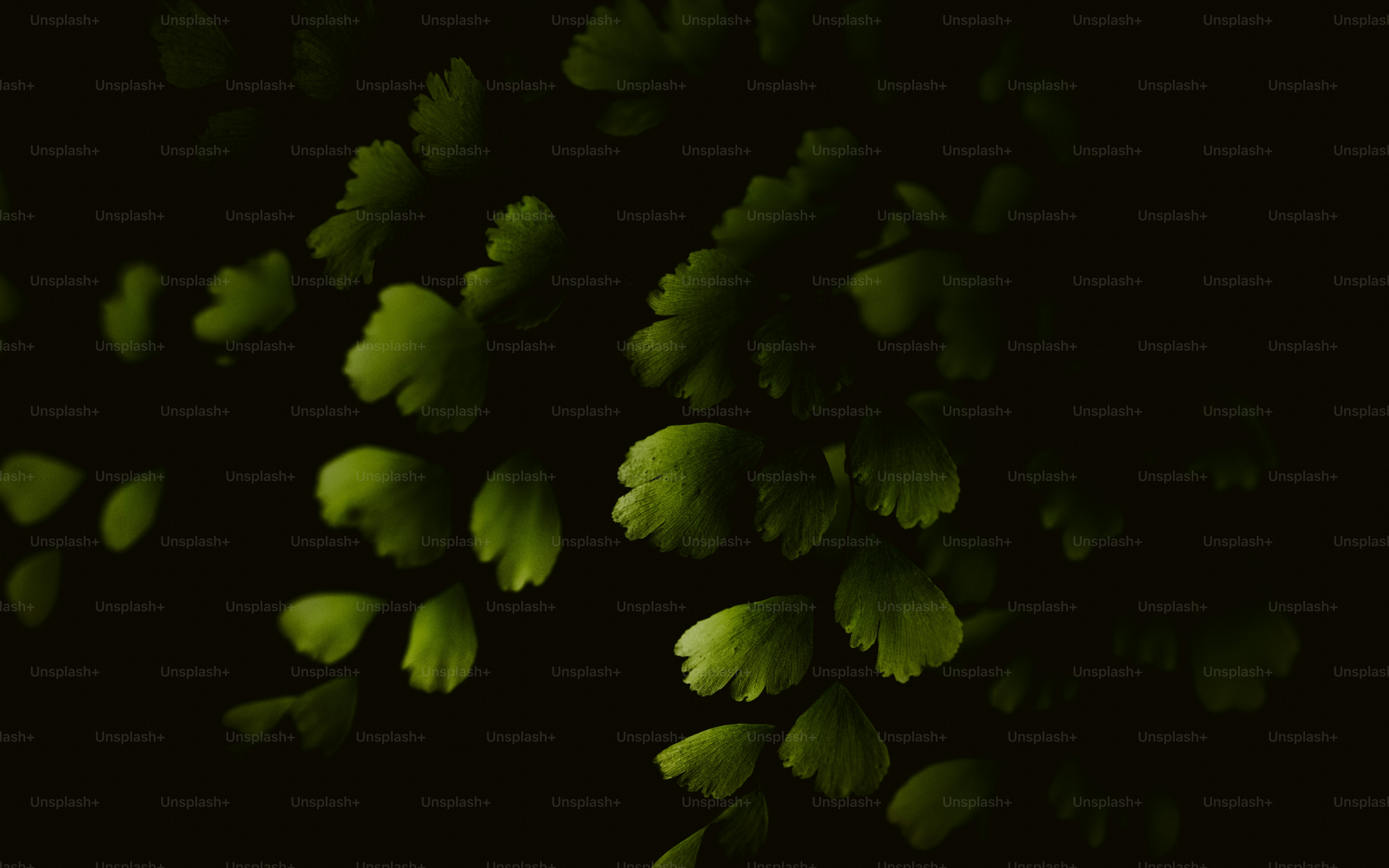 A close up of a green leaf on a black background photo – Wallpaper ...