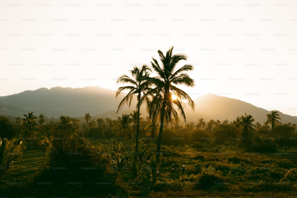 uma palmeira em um campo com montanhas ao fundo
