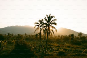 eine Palme auf einem Feld mit Bergen im Hintergrund