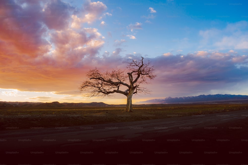 uma árvore solitária em uma estrada de terra ao pôr do sol
