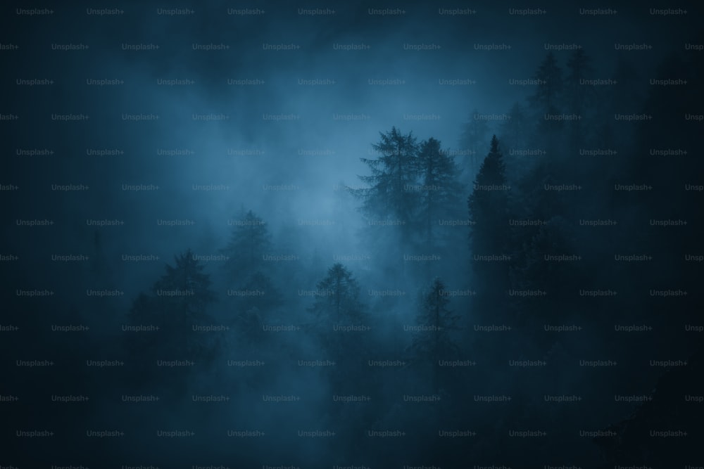 a foggy forest filled with lots of trees