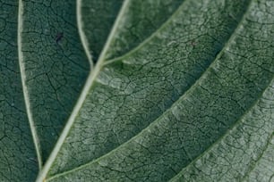 um close up de uma grande folha verde