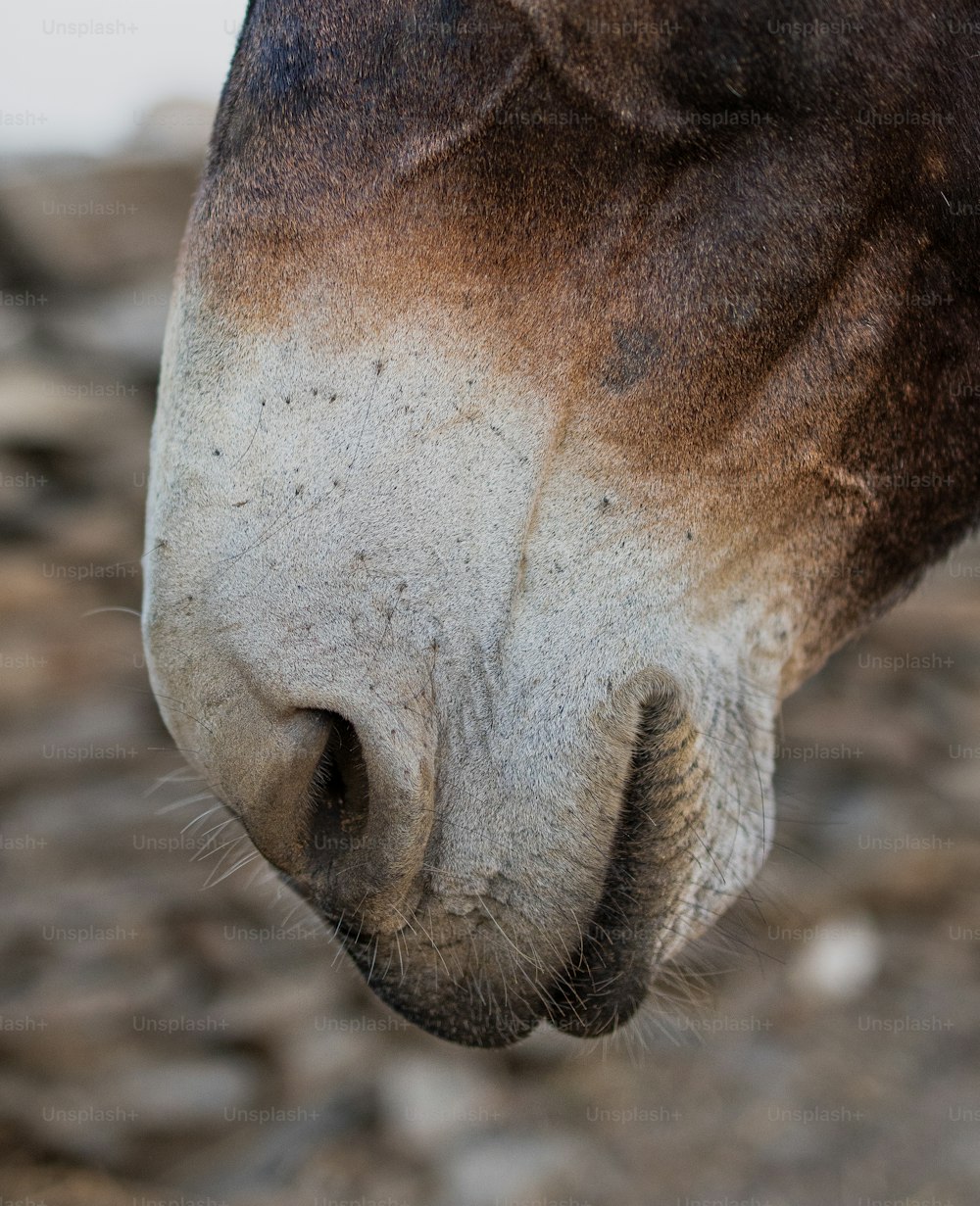 Un primer plano de la cara de un caballo marrón y blanco