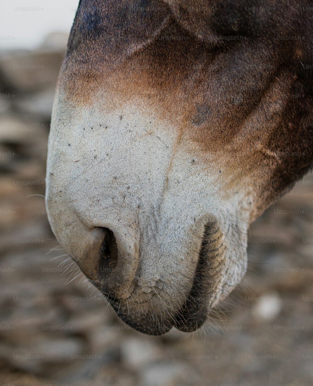 a close up of a brown and white horse's face