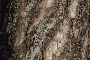 a close up of a tree trunk with brown and white bark