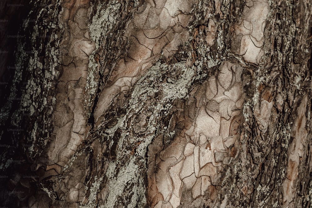 갈색과 흰색 껍질이 있는 나무 줄기의 클로즈업