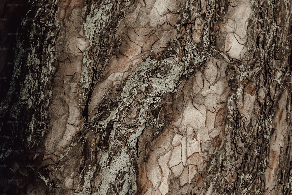 a close up of a tree trunk with brown and white bark