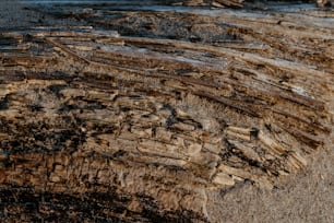 um close up de um pedaço de madeira em uma praia