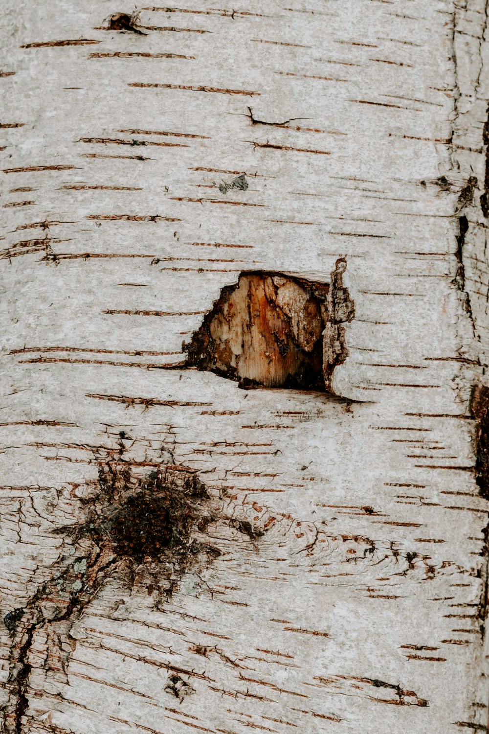 Un primer plano de un tronco de árbol con pintura descascarada