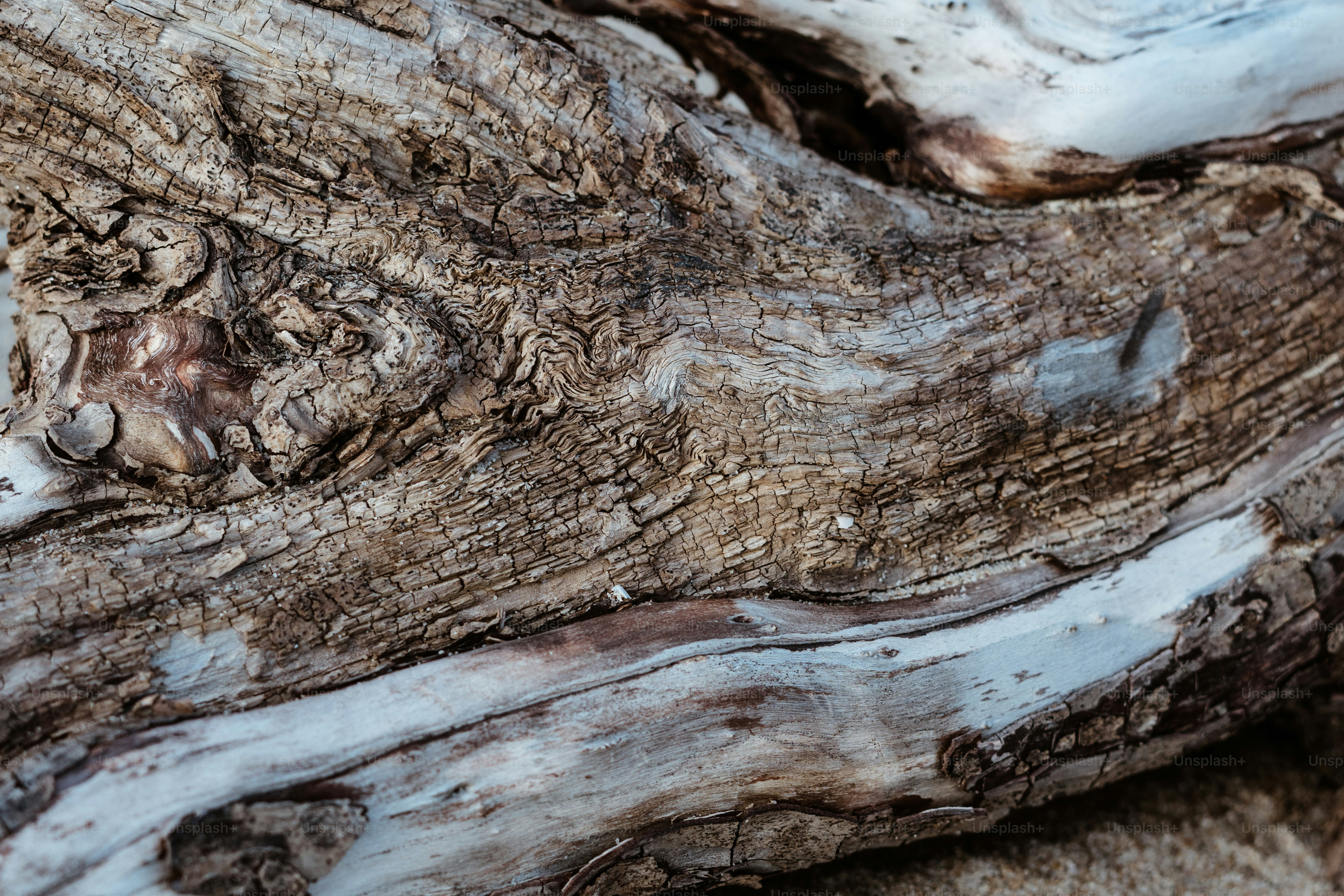 Un primer plano del tronco de un árbol con un pájaro posado en la parte superior