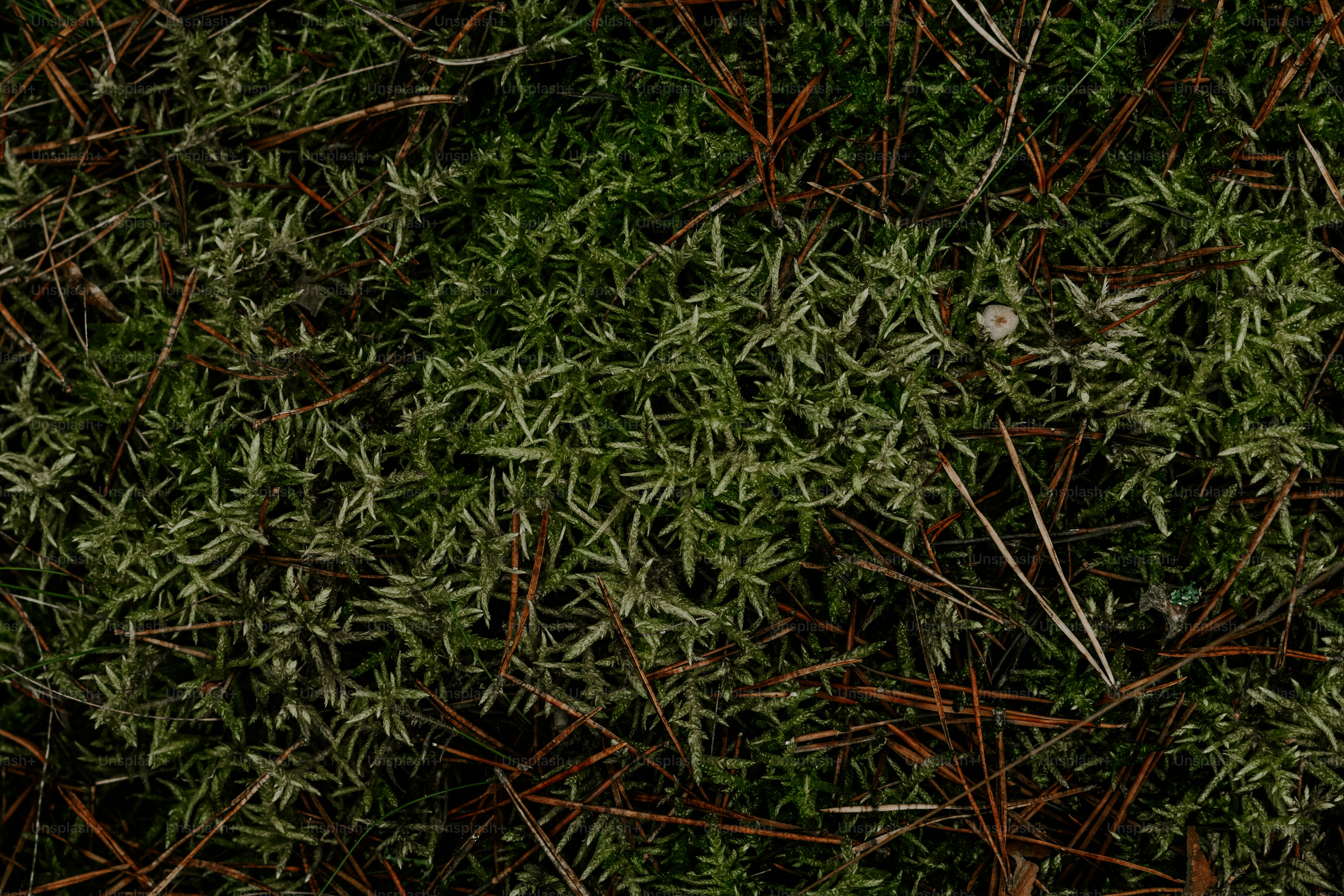 a close up of a bunch of green plants